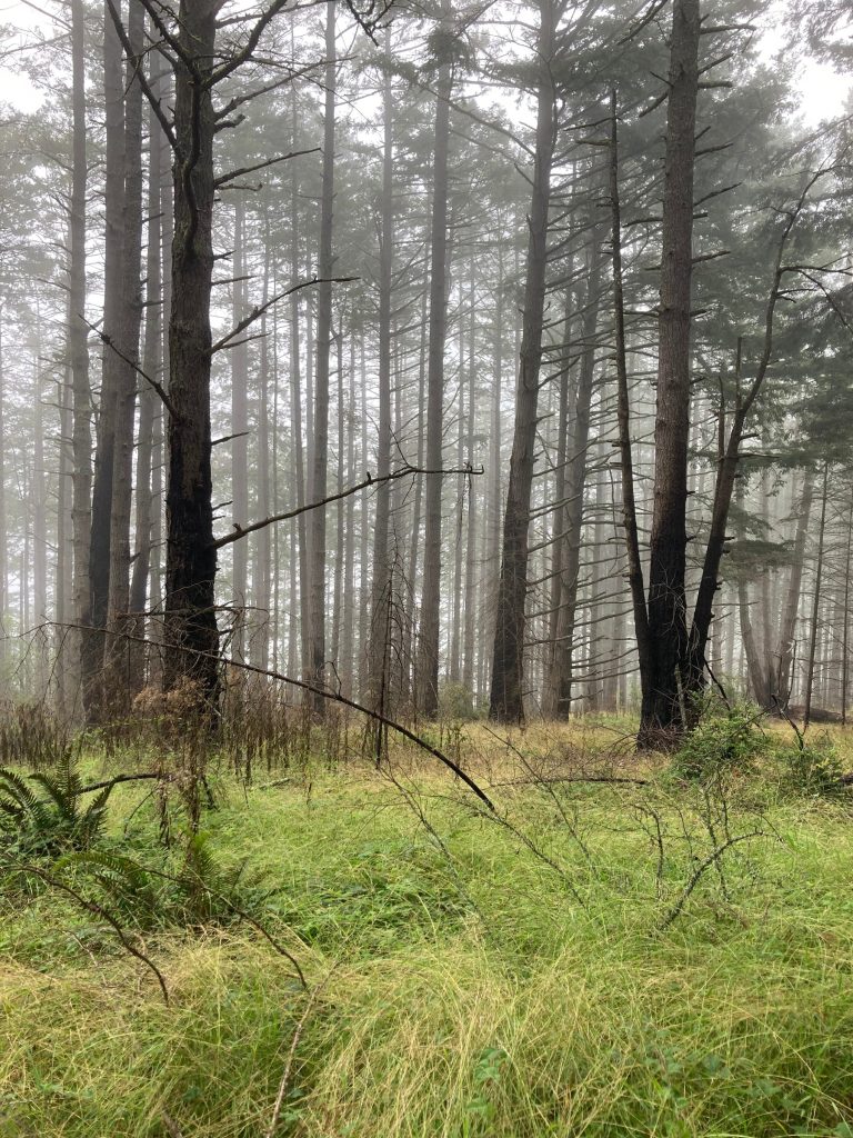 grove of trees that have been through a fire